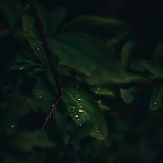 Dark green leaves 4k wallpaper