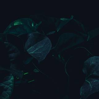 Dark green leaves 4k wallpaper