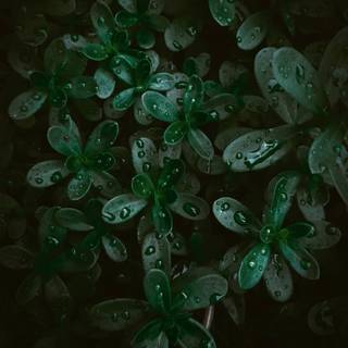 Dark green leaves 4k wallpaper