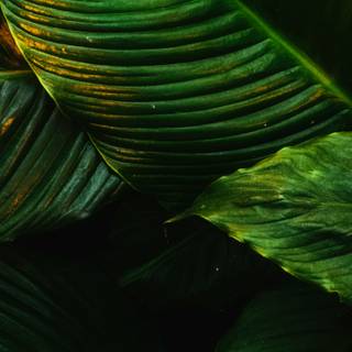 Leaves mobile wallpaper