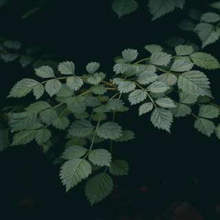 Dark green leaves 4k wallpaper