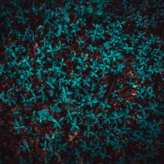 Dark green leaves 4k wallpaper