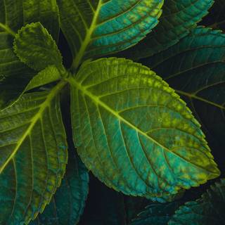Dark green leaves 4k wallpaper