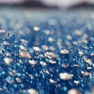 Blue nature iPhone wallpaper