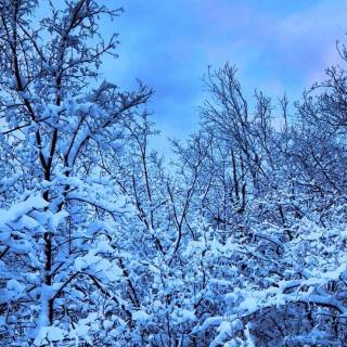 Blue nature iPhone wallpaper