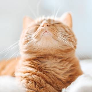 Orange cat iPhone wallpaper