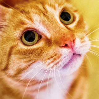 Orange cat iPhone wallpaper