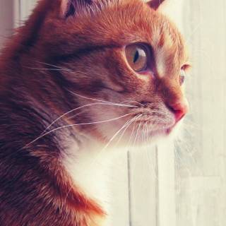 Orange cat iPhone wallpaper