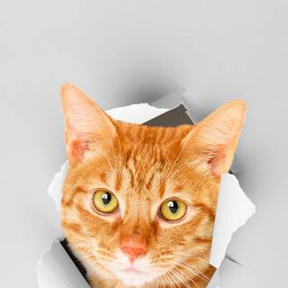 Orange cat iPhone wallpaper