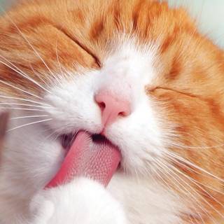 Orange cat iPhone wallpaper