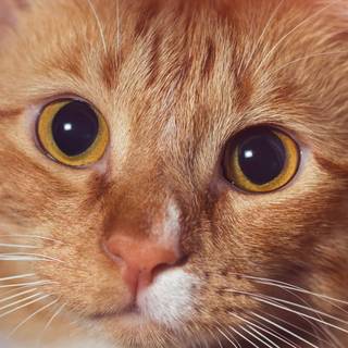 Orange cat iPhone wallpaper