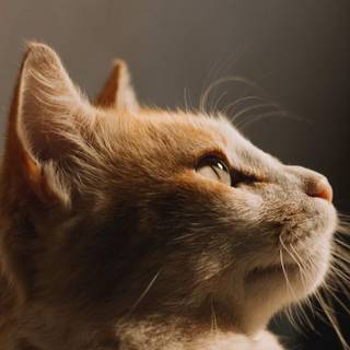 Orange cat iPhone wallpaper