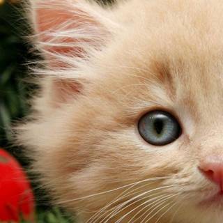 Orange cat iPhone wallpaper