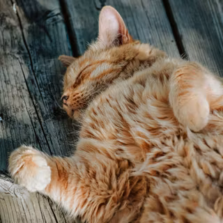 Orange cat iPhone wallpaper