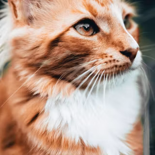 Orange cat iPhone wallpaper