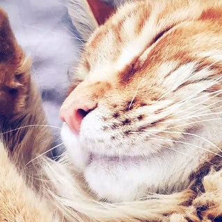 Orange cat iPhone wallpaper