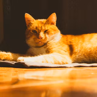 Orange cat iPhone wallpaper