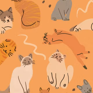 Orange cat iPhone wallpaper