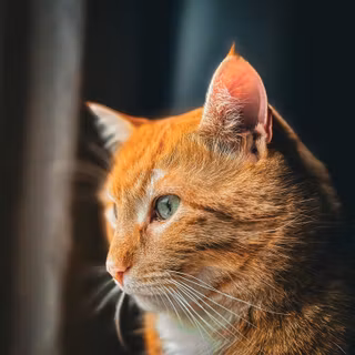 Orange cat iPhone wallpaper