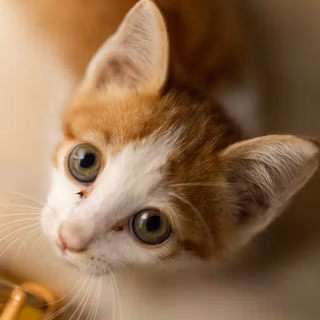 Orange cat iPhone wallpaper