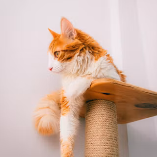 Orange cat iPhone wallpaper
