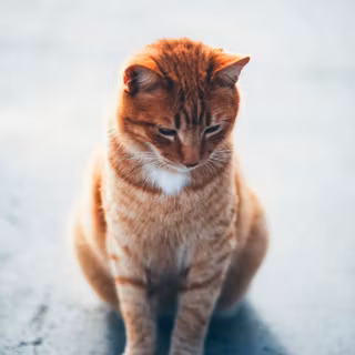 Orange cat iPhone wallpaper