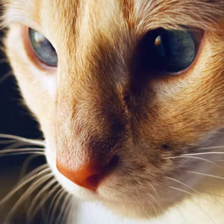 Orange cat iPhone wallpaper
