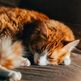 Orange cat iPhone wallpaper