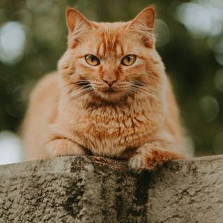 Orange cat iPhone wallpaper