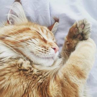Orange cat iPhone wallpaper