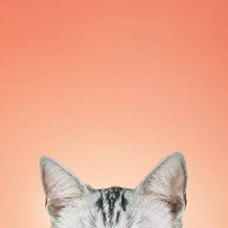 Orange cat iPhone wallpaper