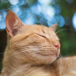Orange cat iPhone wallpaper