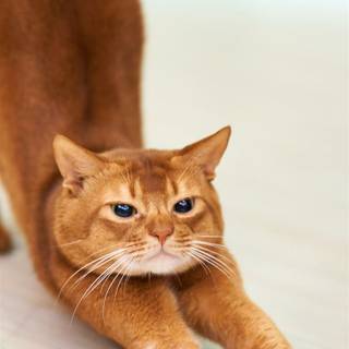 Orange cat iPhone wallpaper