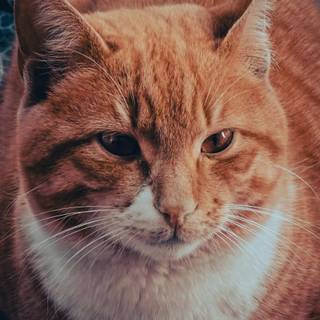 Orange cat iPhone wallpaper
