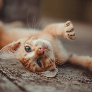 Orange cat iPhone wallpaper