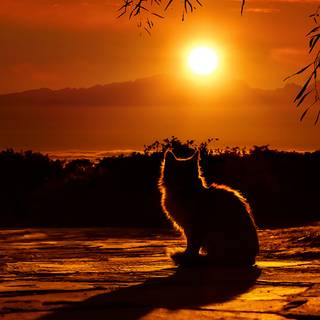 Orange cat iPhone wallpaper