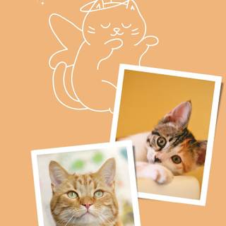 Orange cat iPhone wallpaper