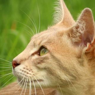 Orange cat iPhone wallpaper