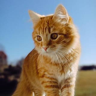 Orange cat iPhone wallpaper
