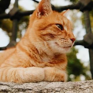 Orange cat iPhone wallpaper