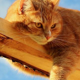 Orange cat iPhone wallpaper
