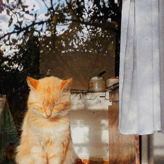 Orange cat iPhone wallpaper