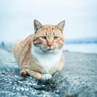 Orange cat iPhone wallpaper