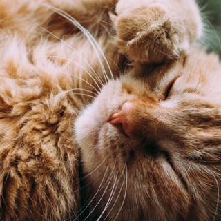 Orange cat iPhone wallpaper