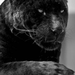 Black Jaguar iPhone wallpaper