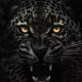 Black Jaguar iPhone wallpaper