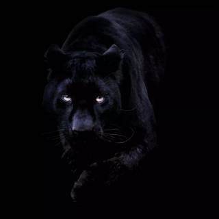 Black Jaguar iPhone wallpaper
