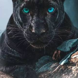 Black Jaguar iPhone wallpaper
