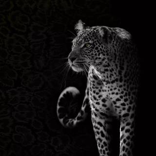 Black Jaguar iPhone wallpaper