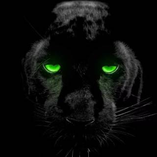 Black Jaguar iPhone wallpaper